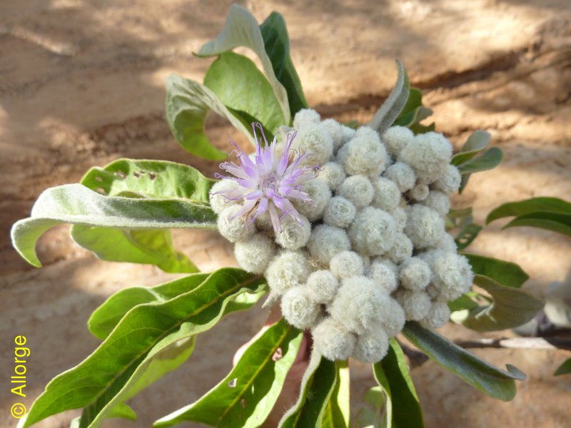 Asteraceae, Vernonia cephalophora